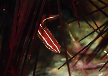 ウミシダウバウオ