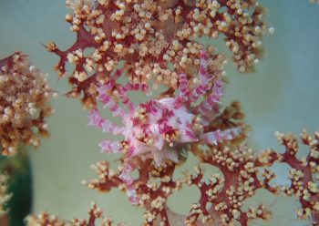 イソコンペイトウガニ