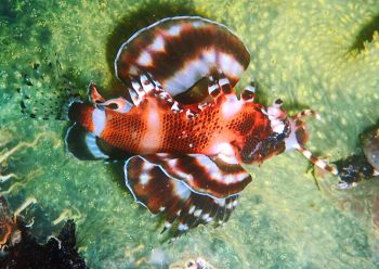 ヒレボシミノカサゴ