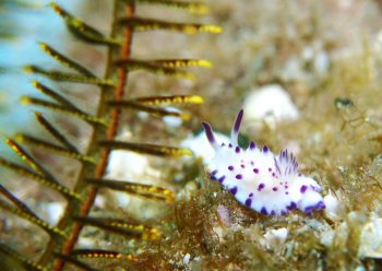 レンゲウミウシ