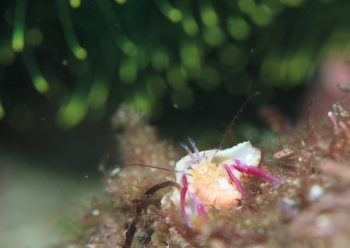 ムラサキゼブラヤドカリ