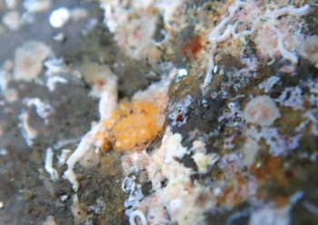 カンザシウミウシ