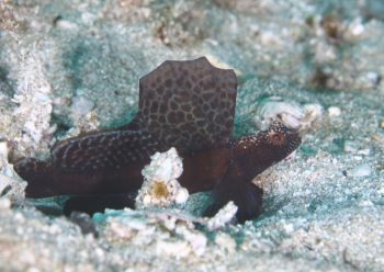 ホタテツノハゼ