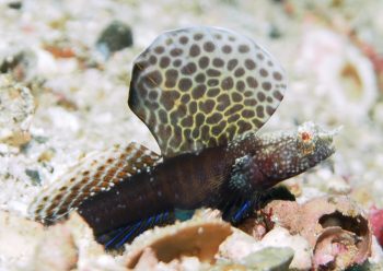 ホタテツノハゼ