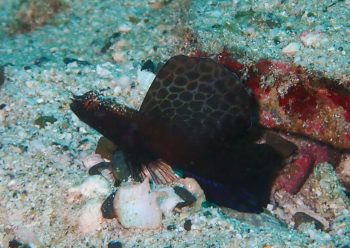 ホタテツノハゼ