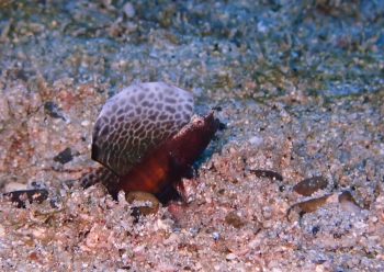 ホタテツノハゼ