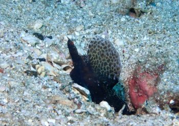 ホタテツノハゼ