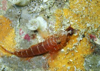 オレンジコンビクトゴビー