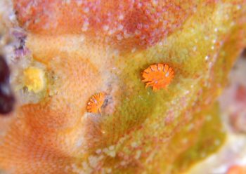 ホムラスベヨコエビ