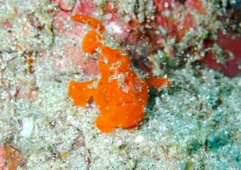 イロカエルアンコウ