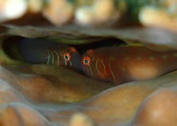 アワイロコバンハゼ