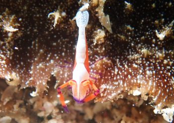 ウミウシカクレエビ