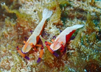 ウミウシカクレエビ