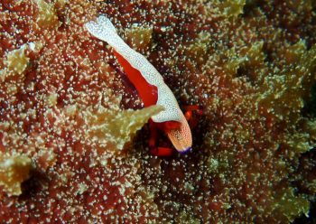 ウミウシカクレエビ