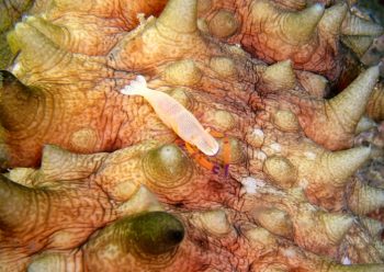 ウミウシカクレエビ