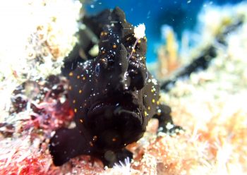 クマドリカエルアンコウ