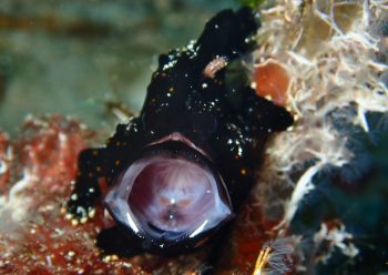 クマドリカエルアンコウ