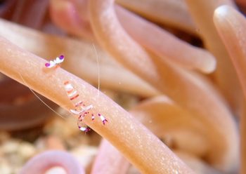 アカホシカクレエビ