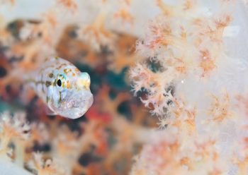 イナズマヒカリイシモチ