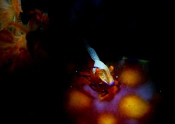 ウミウシカクレエビ