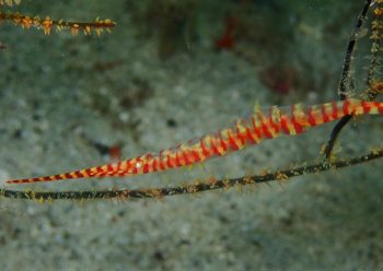 ゴルゴニアンシュリンプ