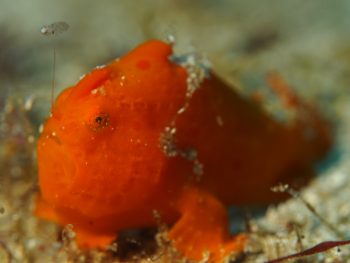 イロカエルアンコウ