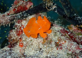 イロカエルアンコウ