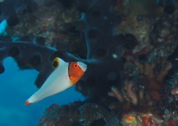 イロブダイ幼魚