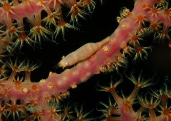 イソバナカクレエビ