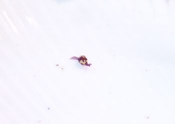 トンプソンコトリガイ