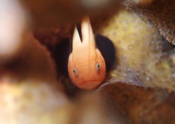 パンダダルマハゼ