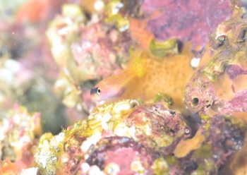 ダイトクベニハゼ