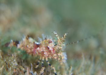 フシウデサンゴモエビ