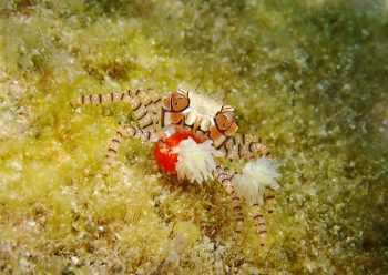 キンチャクガニ