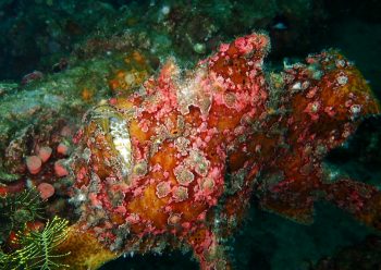 オオモンカエルアンコウ