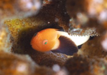 パンダダルマハゼ