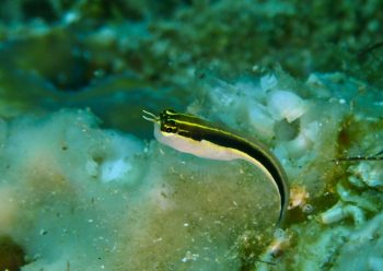 ヒトスジギンポ