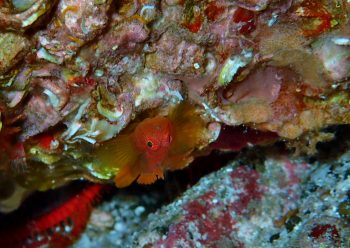 イレズミハゼ属の一種