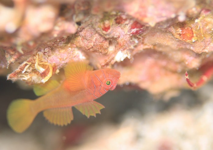 イレズミハゼ属の一種