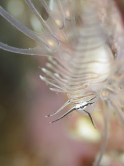 ハナミノカサゴ