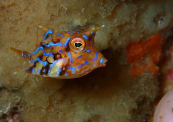 シマウミスズメ