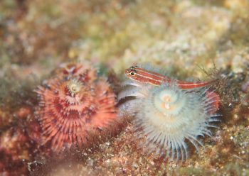 タテジマヘビギンポ