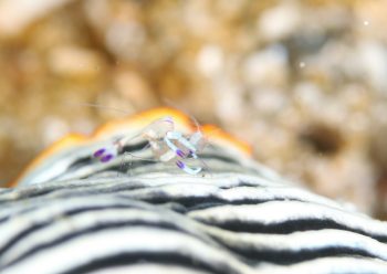 オドリカクレエビ