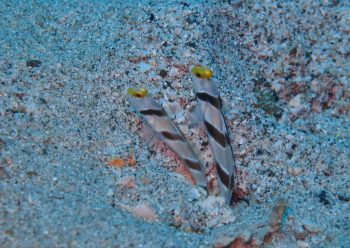 ヒレナガネジリンボウ