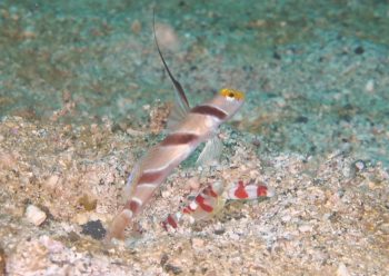 ヒレナガネジリンボウ