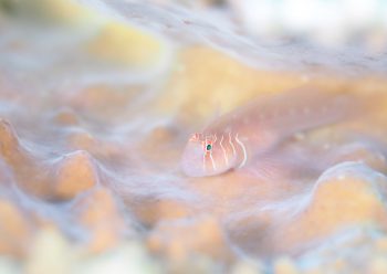 アワイロコバンハゼ