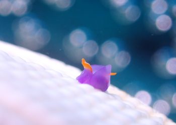 ムラサキウミコチョウ