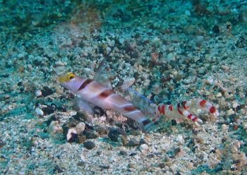 ヒレナガネジリンボウ