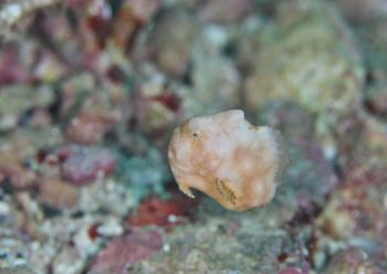 カエルアンコウモドキ