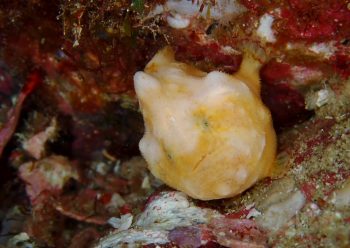 カエルアンコウモドキ